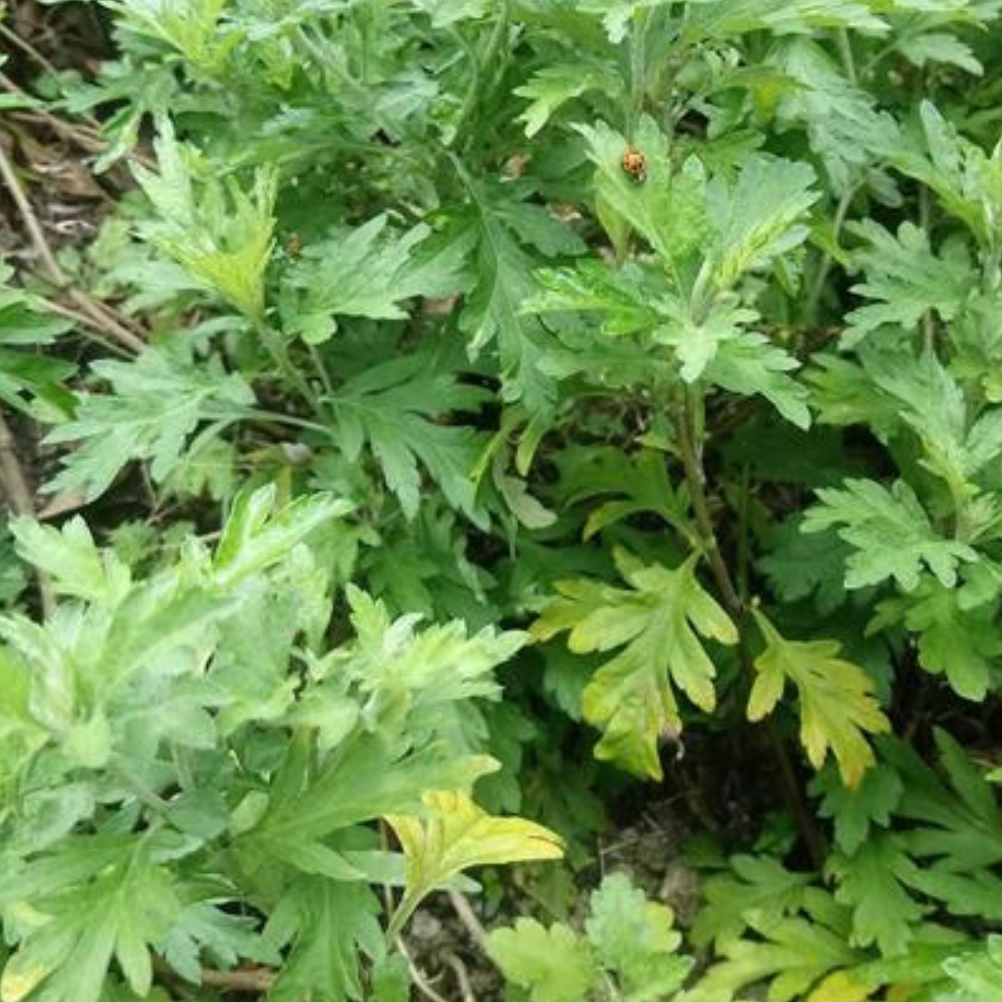 Japanese Mugwort - Yomogi -1 Oz ~55700 Seeds - Non-GMO, Heirloom - Asian Herb Gardening